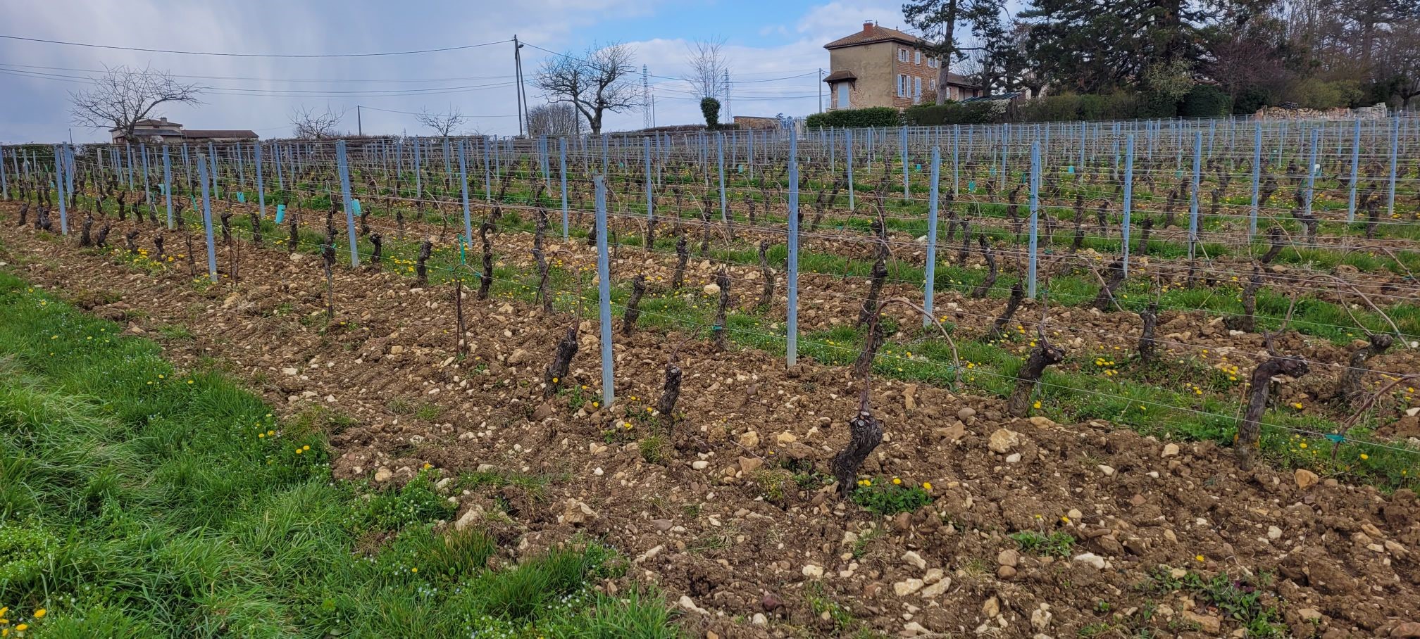 Parcelle Mâcon-Charnay Parcelle Mâcon-Charnay