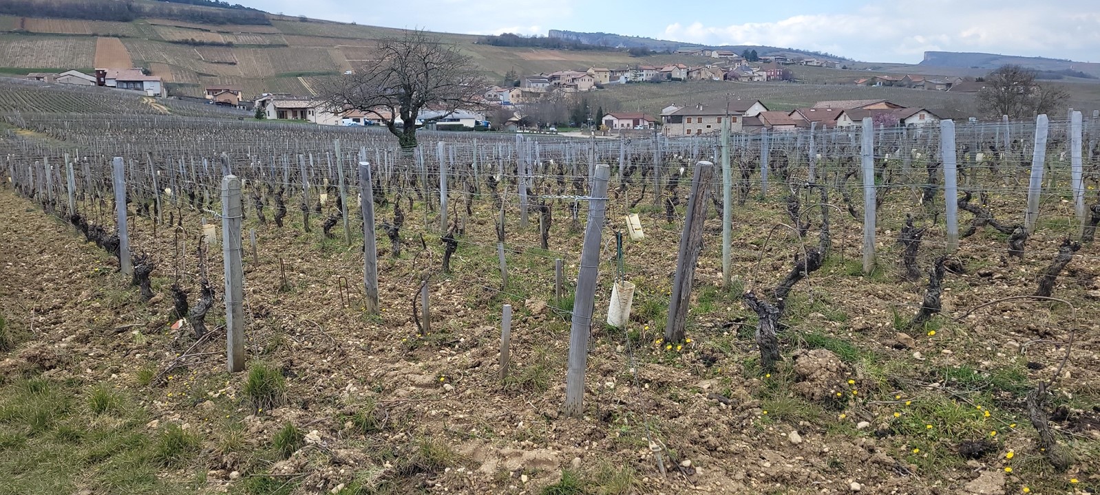 Vue de la parcelle Vue de la parcelle