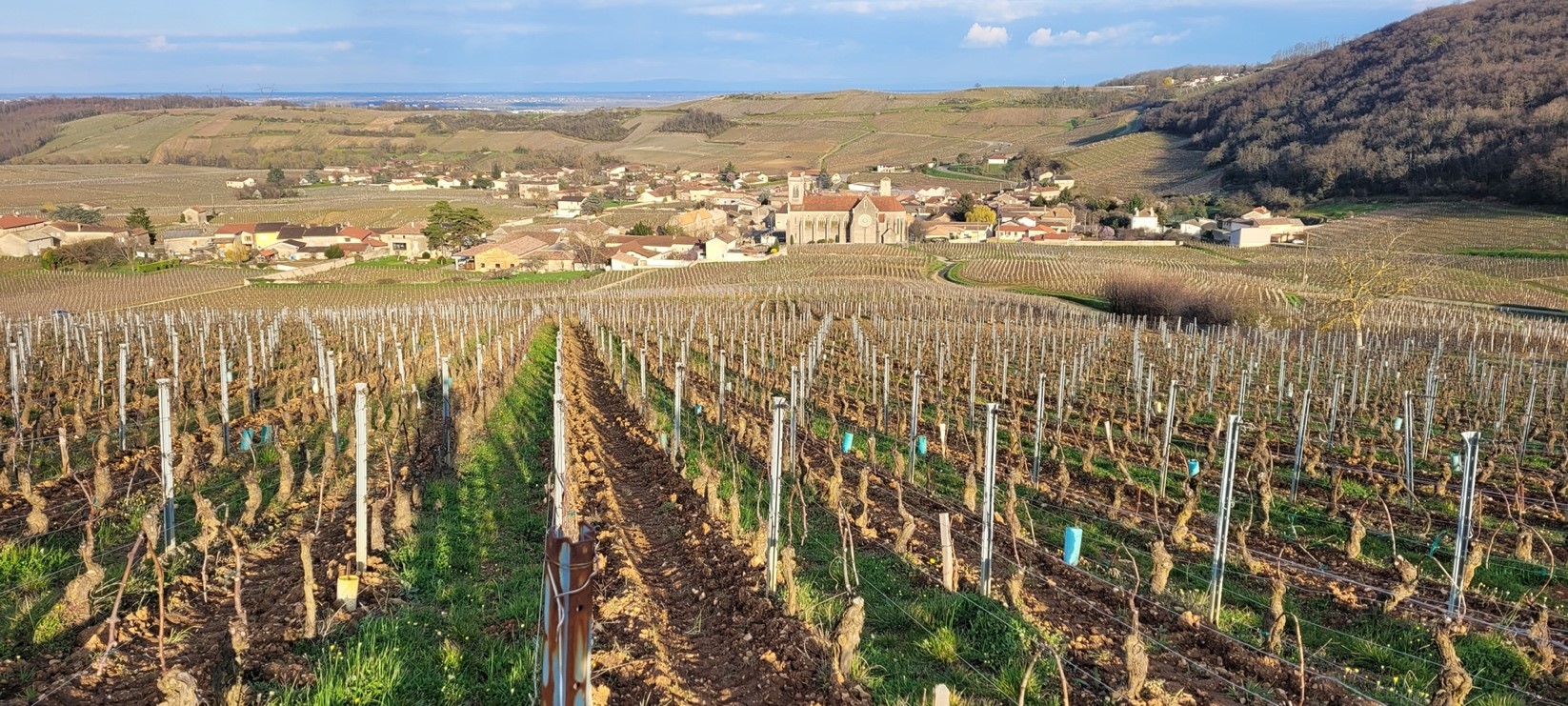Vue d'une parcelle Pouilly-Fuissé Vieilles Vignes Vue d'une parcelle Pouilly-Fuissé Vieilles Vignes